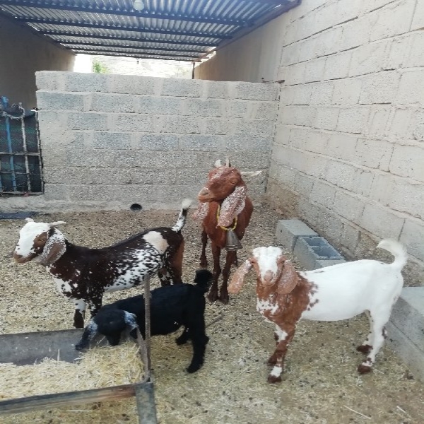 فروش بز 2قلوی پاکستانی هر دو کهرها نر
