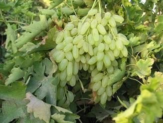 فروش  انگور