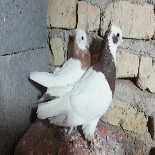 طوقی اصل