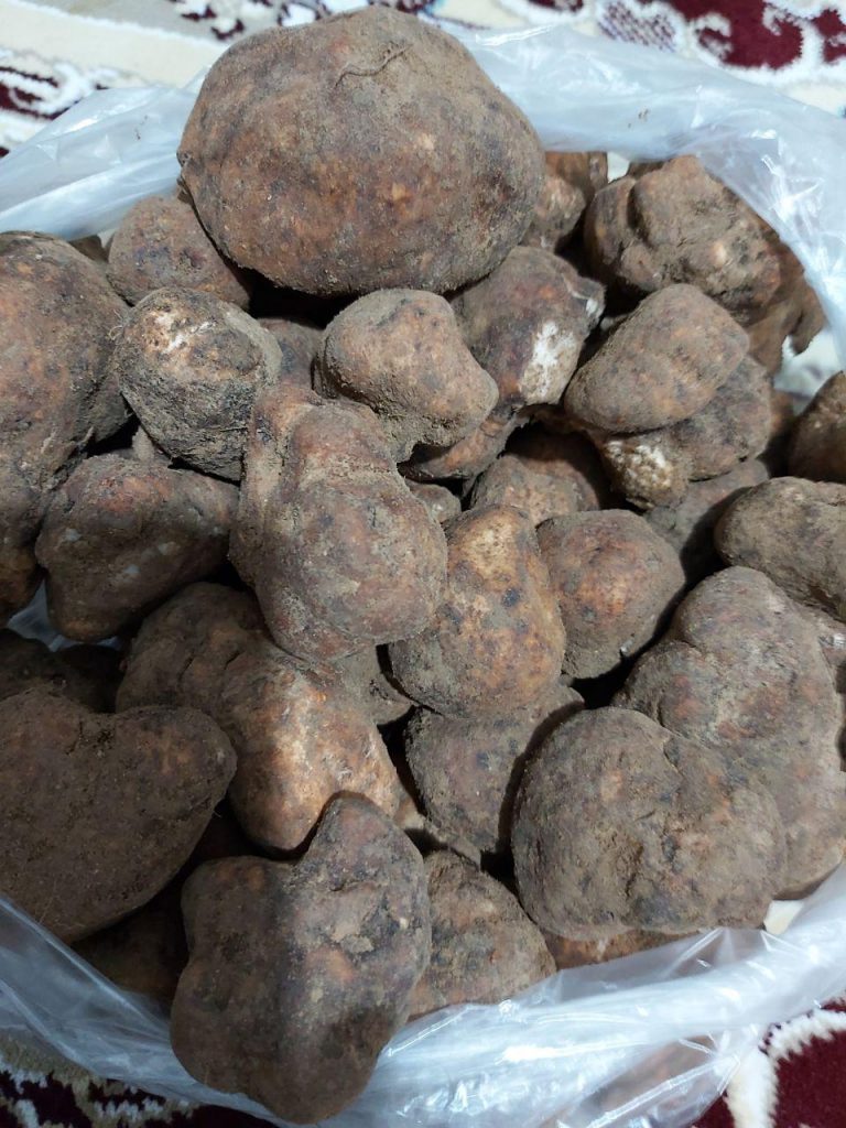 فروش قارچ کوهی،دمبل