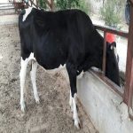 فروش یک راس گاو