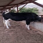 فروش یک راس گاو